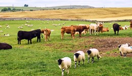 Bluetongue virus update – 5 August